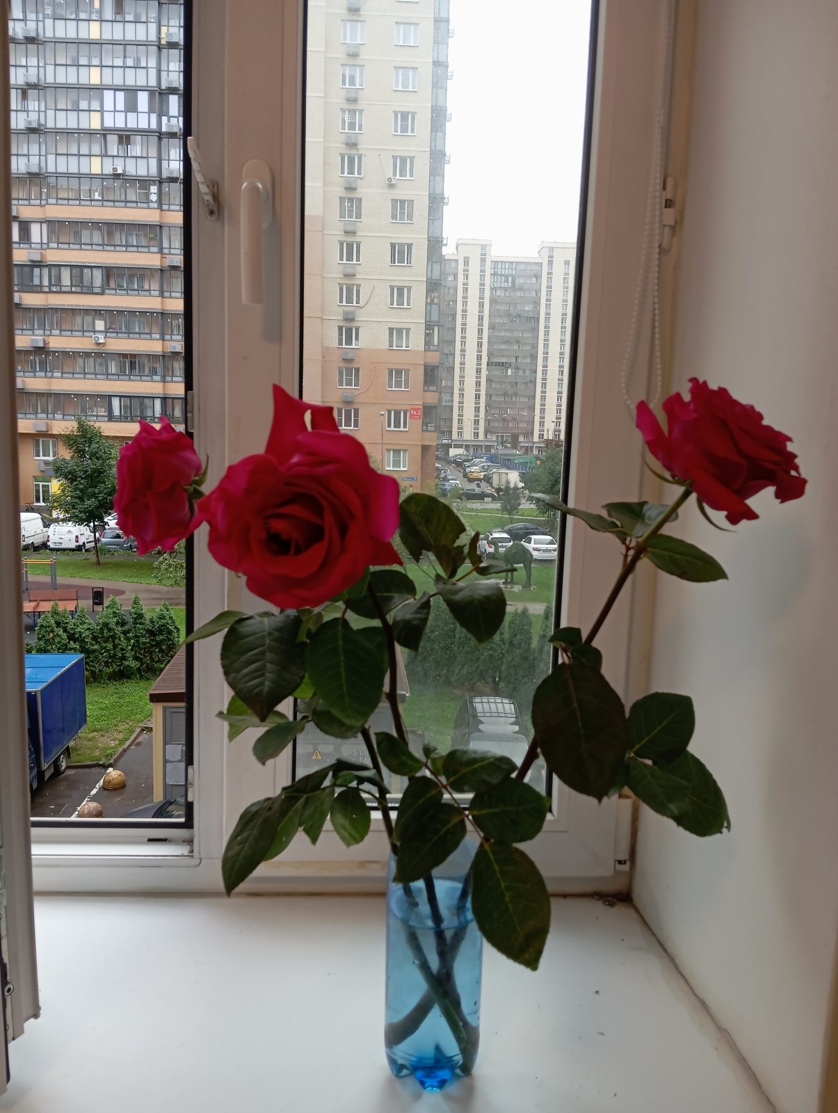 Розы на мой день рождения