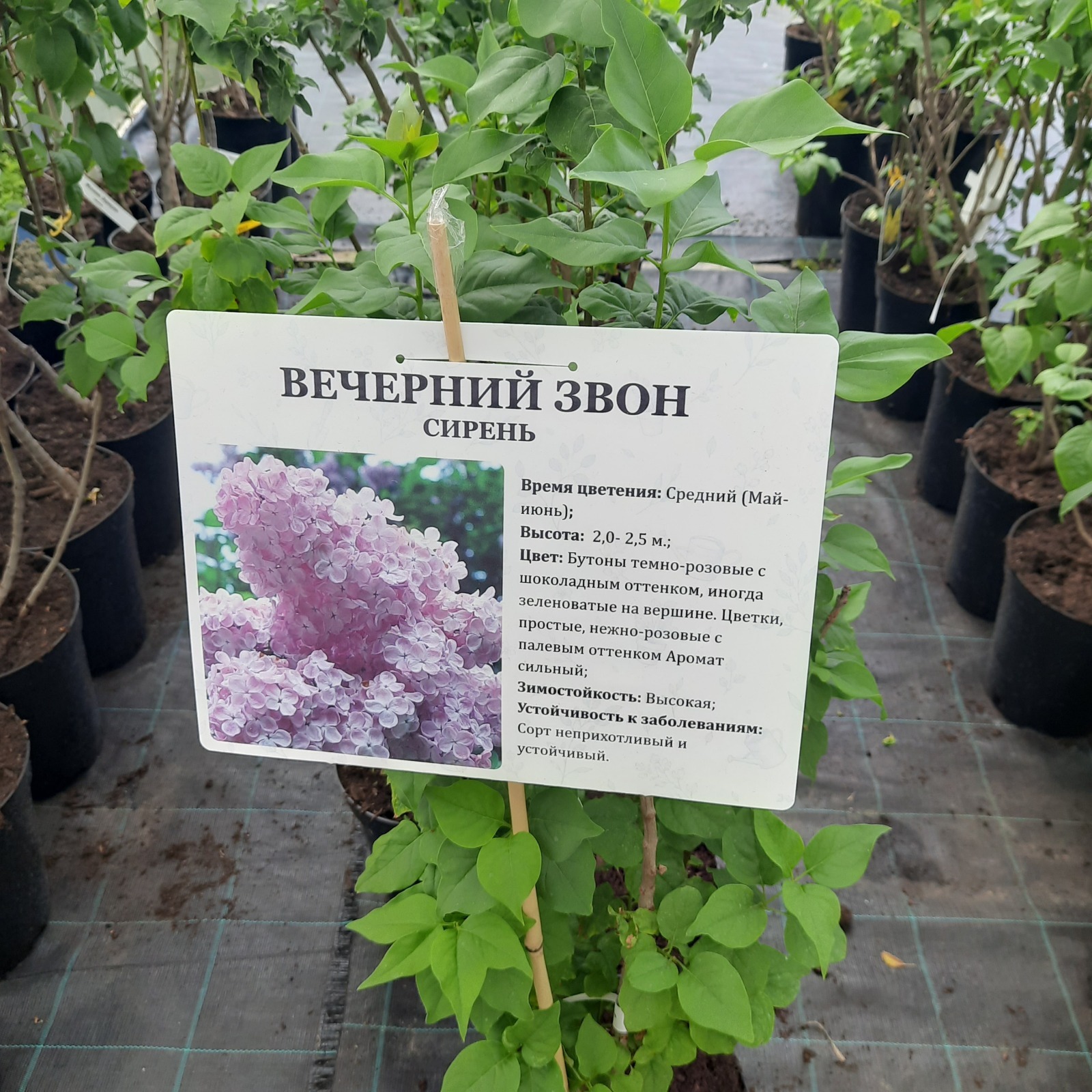 Саженцы декоративных кустарников в садовом центре - маленький обзор