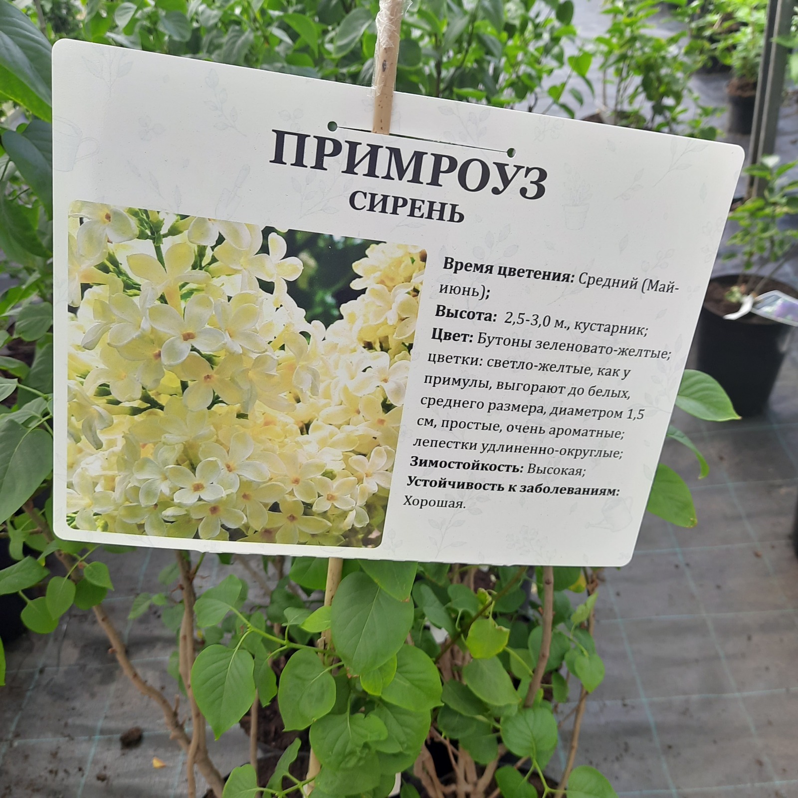 Саженцы декоративных кустарников в садовом центре - маленький обзор
