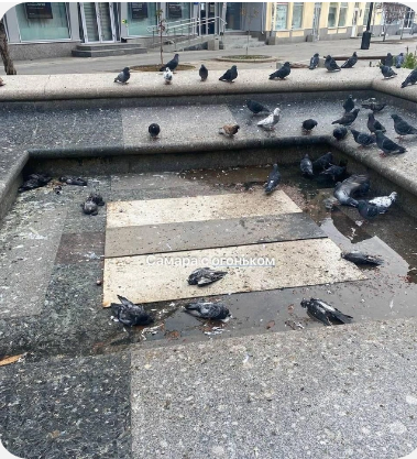 В Костроме массово погибли голуби