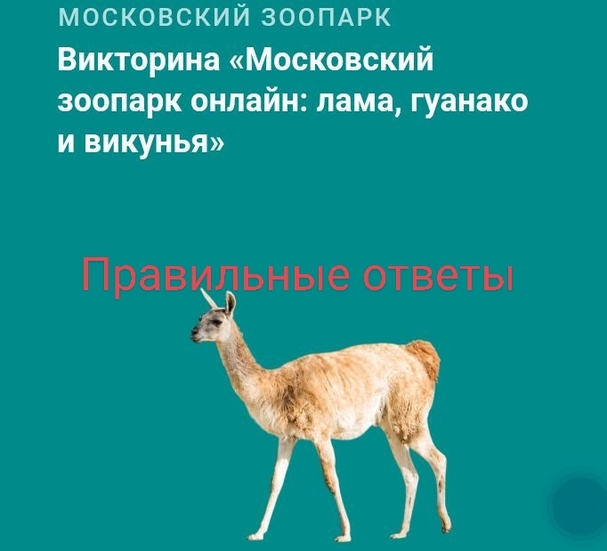 Отвечаю на вопросы Викторины в приложении «Активный гражданин» «Московский зоопарк онлайн: лама, гуанако и викунья», правильные ответы