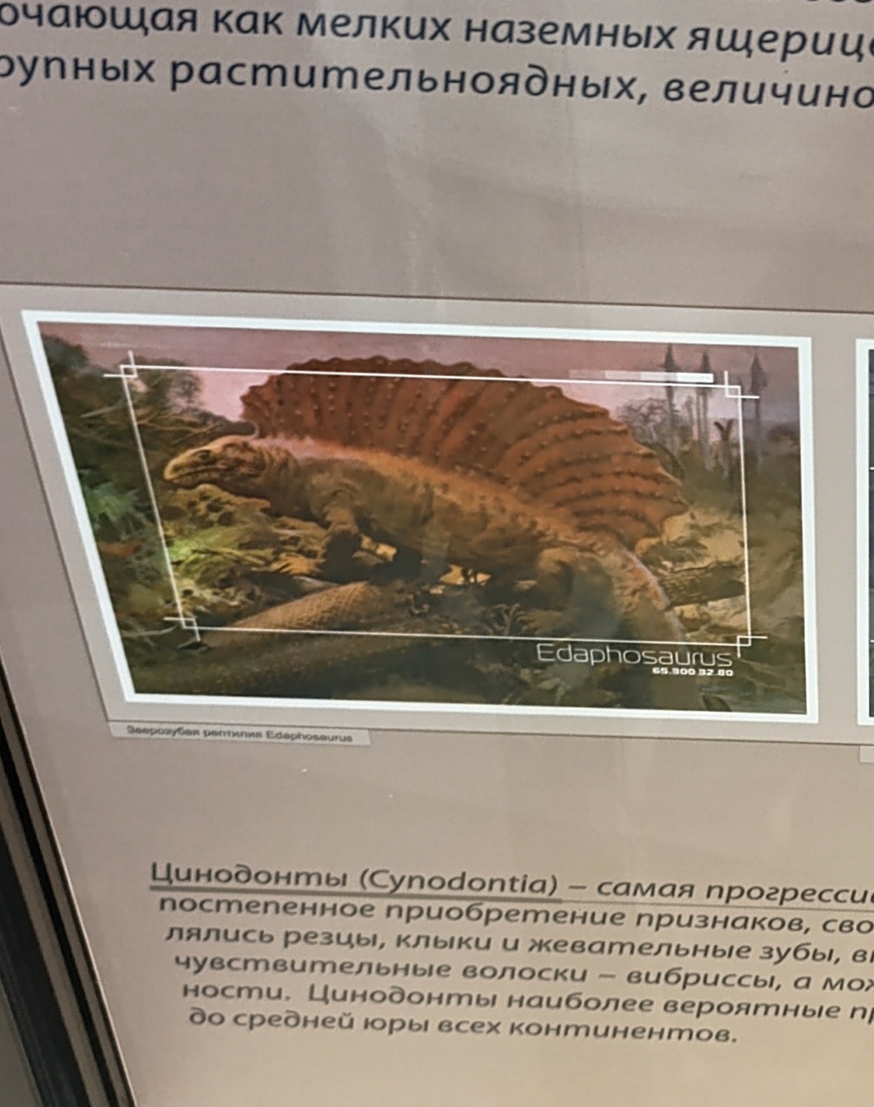 Палеонтология в картинках