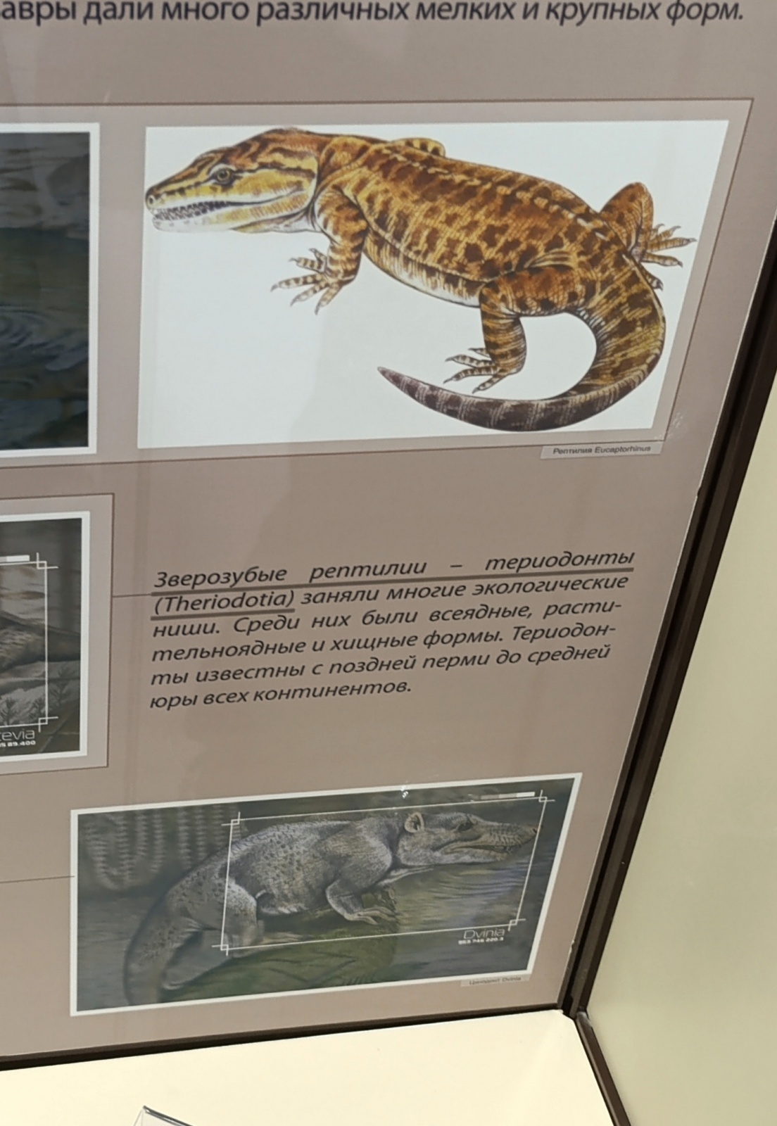 Палеонтология в картинках