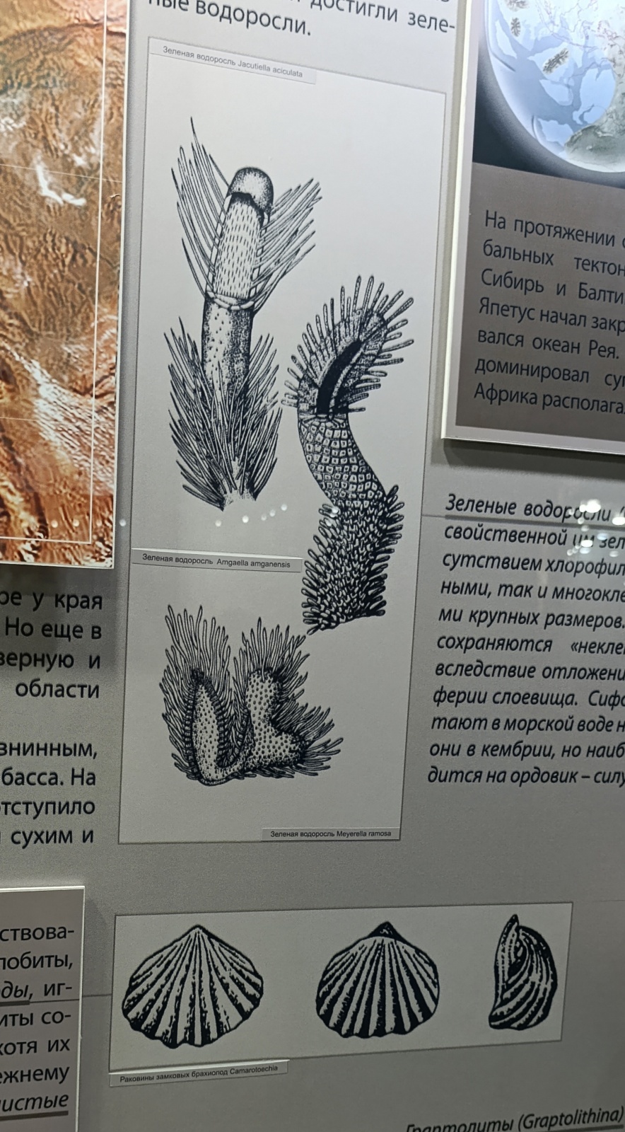 Палеонтология в картинках