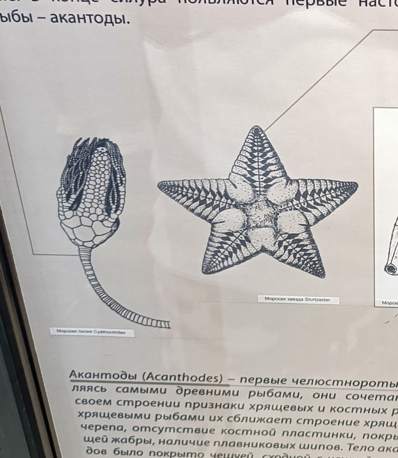 Палеонтология в картинках