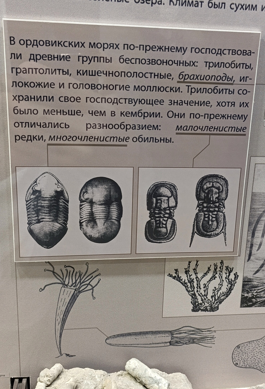 Палеонтология в картинках