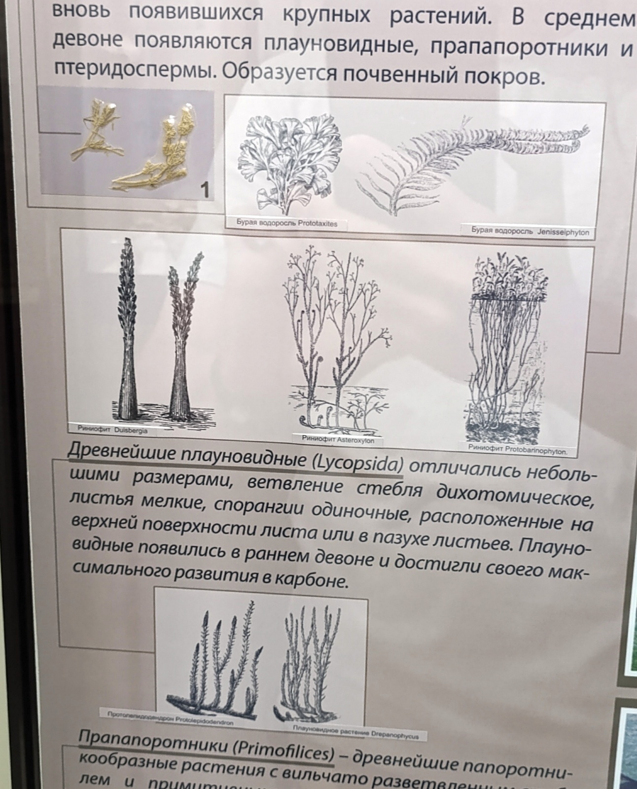Палеонтология в картинках