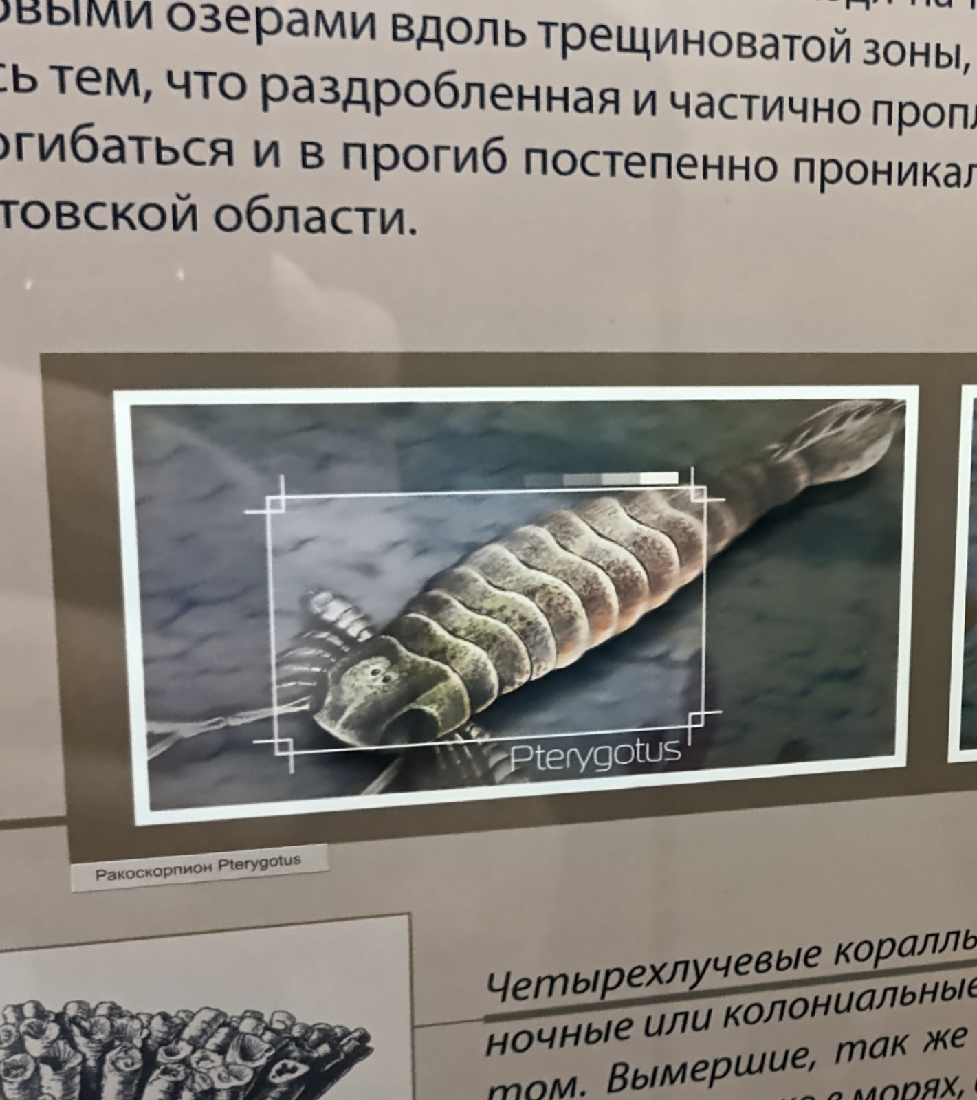 Палеонтология в картинках
