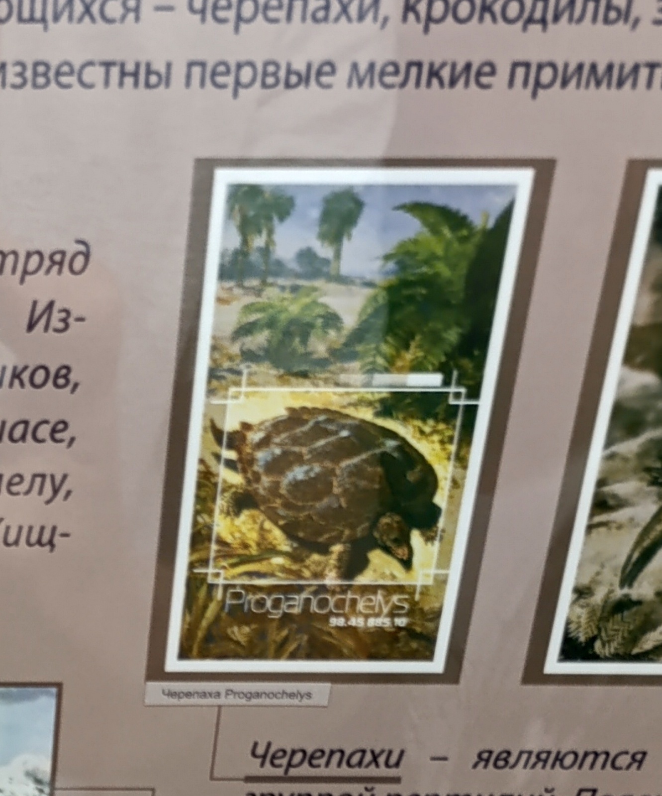 Палеонтология в картинках