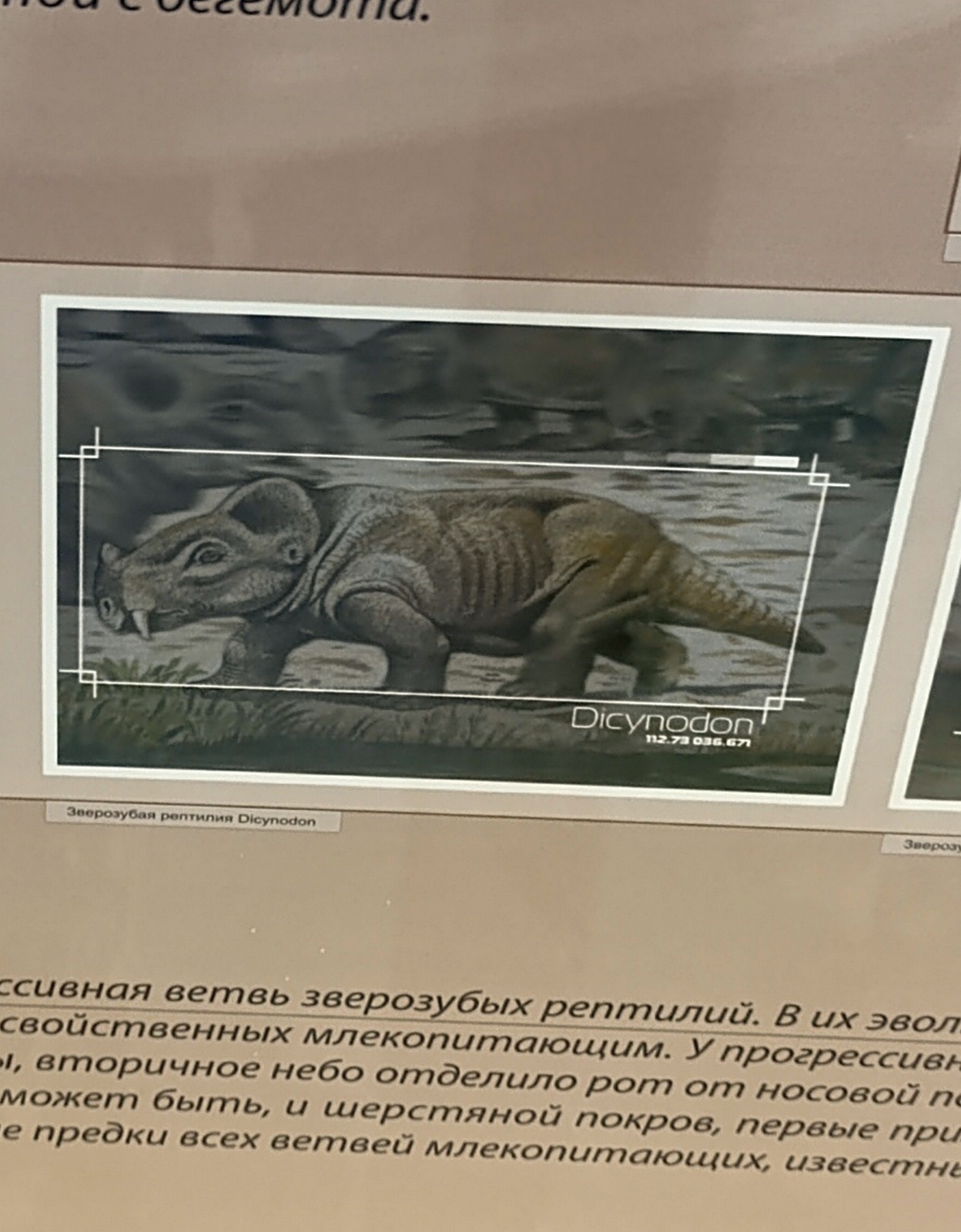 Палеонтология в картинках
