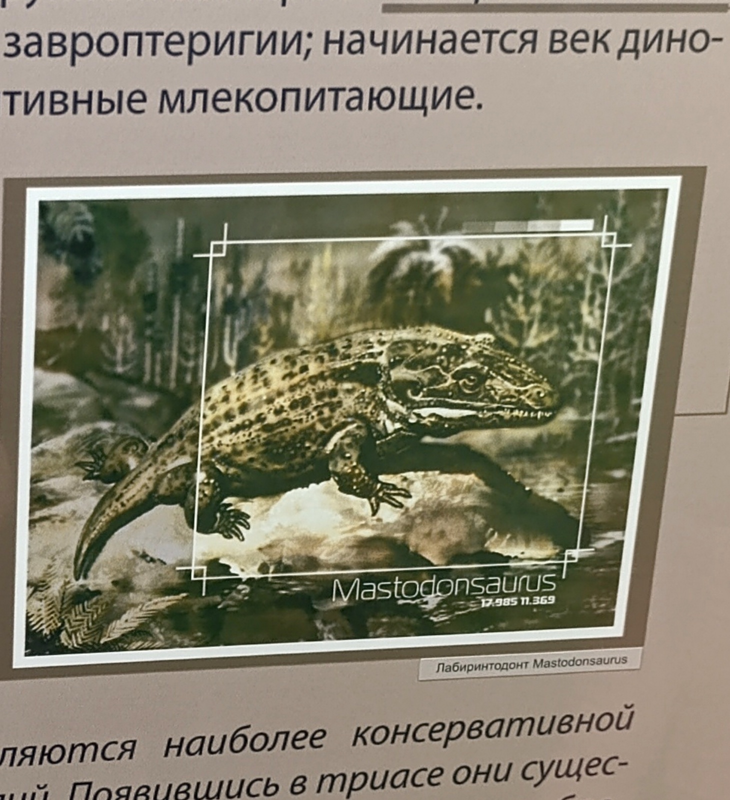 Палеонтология в картинках