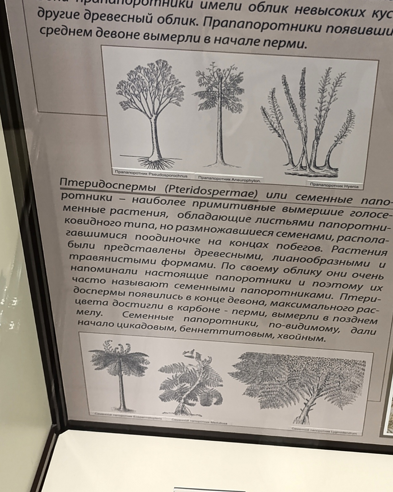 Палеонтология в картинках