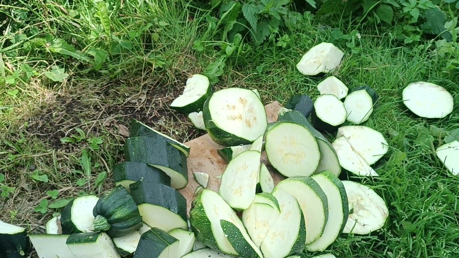 Кабачки для молодых курочек.