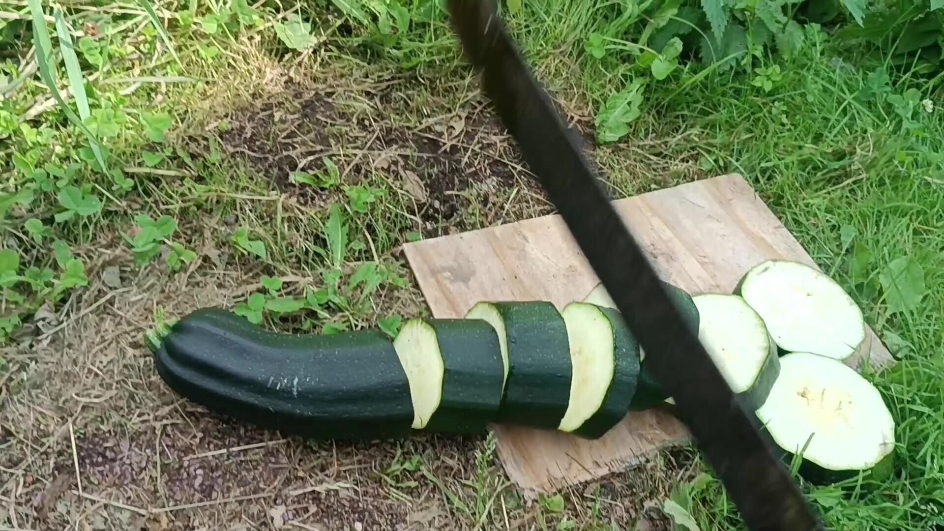 Кабачки для молодых курочек.