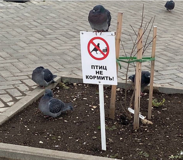 Депутаты запретили костромичам кормить птиц