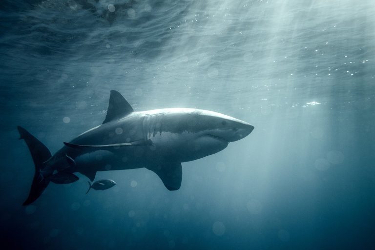 Акулы в Чёрном море: смелый прогноз ихтиологов на будущее