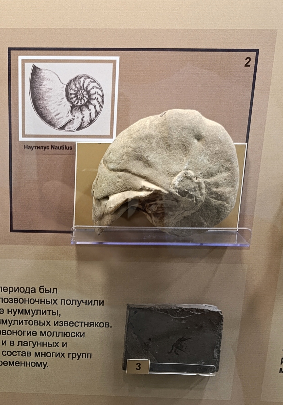 Останки огромных древних животных