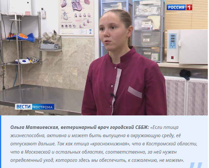 Гостья с болота: костромичи спасли редкую птицу