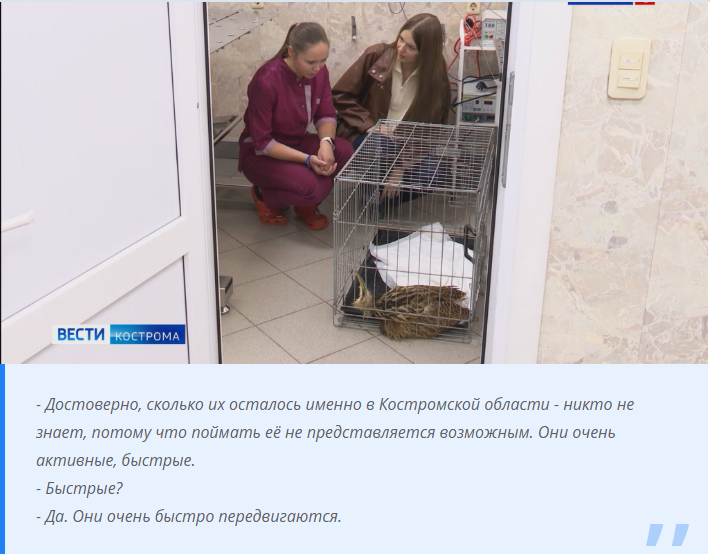 Гостья с болота: костромичи спасли редкую птицу