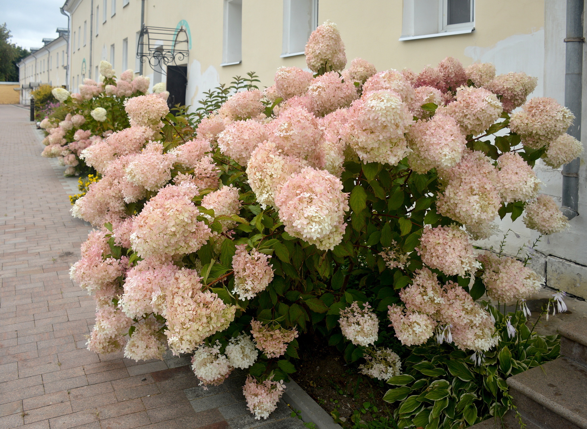 Август -розовая пена