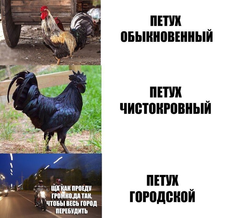 Весёлые картинки про регистрацию кур в МФЦ