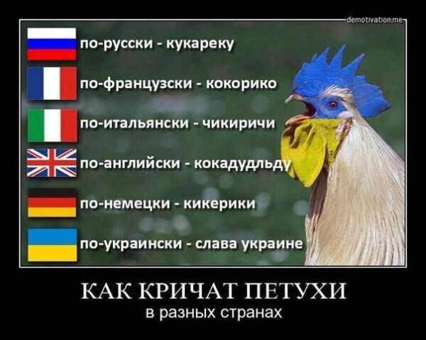 Весёлые картинки про регистрацию кур в МФЦ