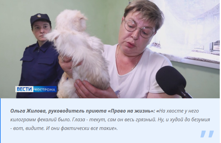 В Костроме ликвидирован кошачий концлагерь