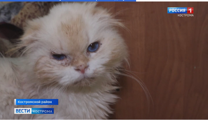 В Костроме ликвидирован кошачий концлагерь