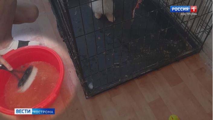 В Костроме ликвидирован кошачий концлагерь