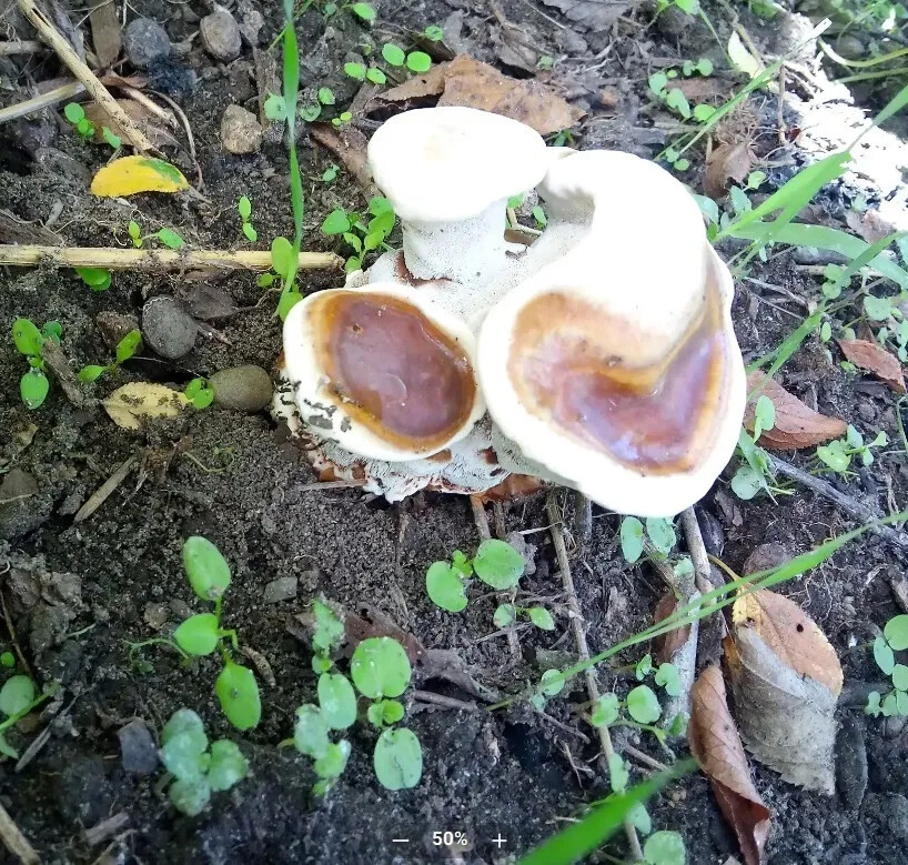 🍄 Грибники-знатоки и любители-интуиты, подскажите, что это за грибы растут у меня под сливой?