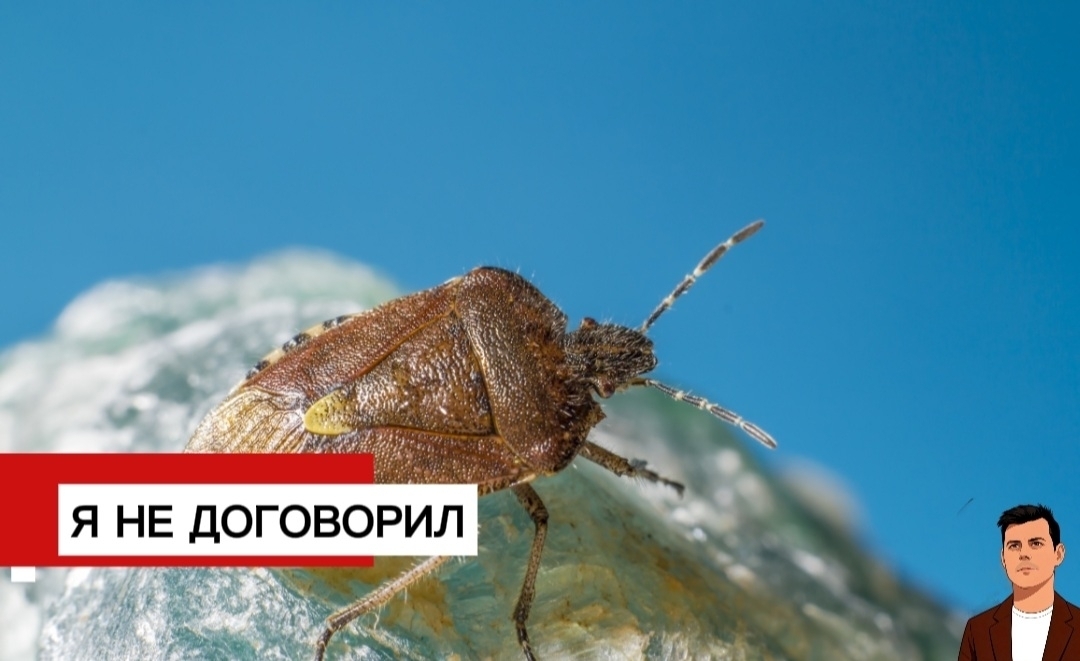В санатории проходят процедуры с клопами