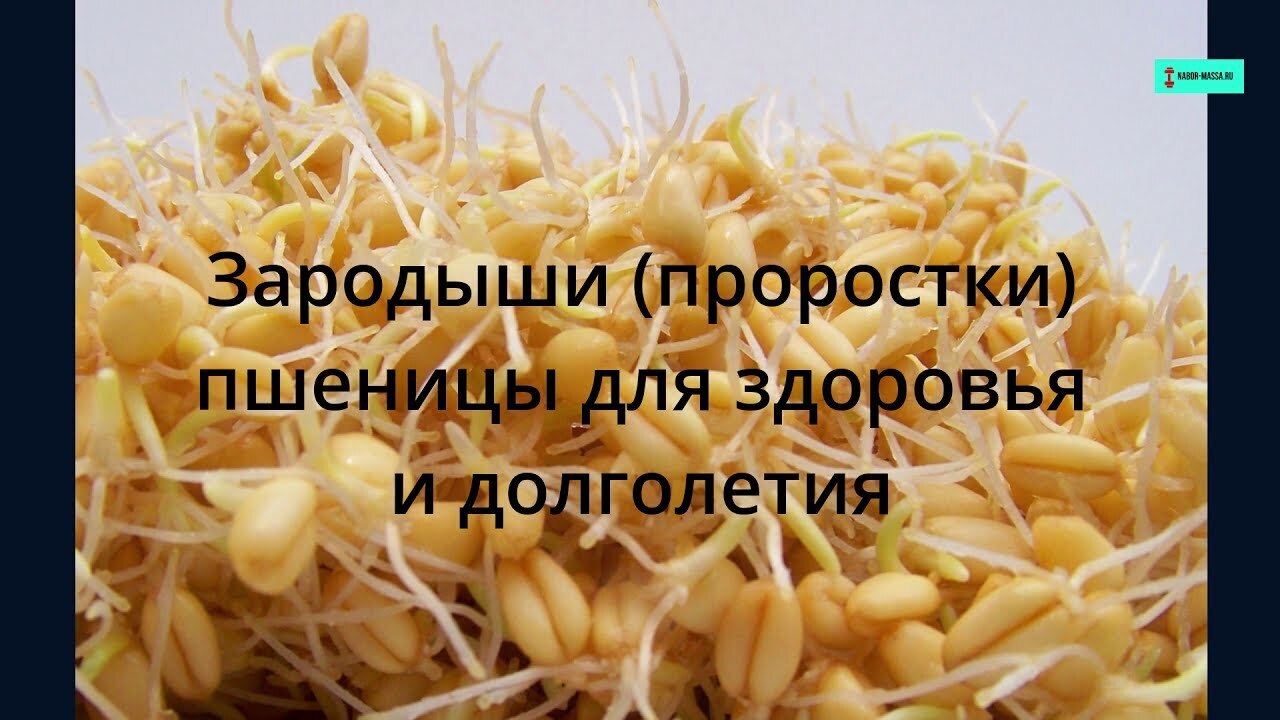 Пшеница пророщенная- свойства, польза и противопоказания.
